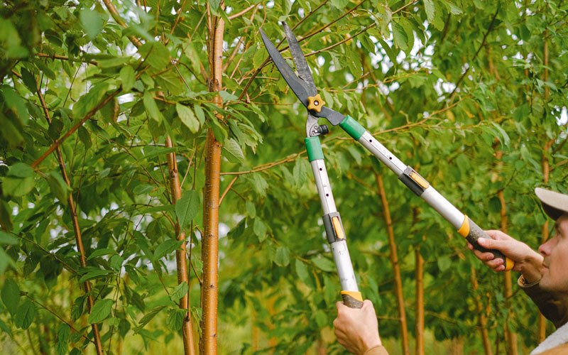 Tree trimming in Willow Wood, OH