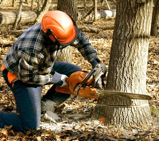 Tree Removal in Willow Wood, OH